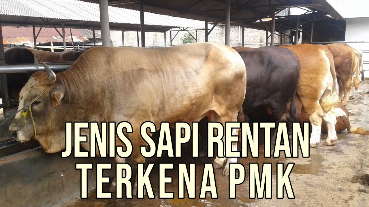 
                                 Sapi-Besar-Rentan-PMK